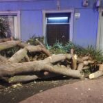 drago tree falls la laguna cathedral