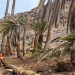 fuerteventura palm grove conservation project