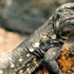 lizards colonisation canary islands