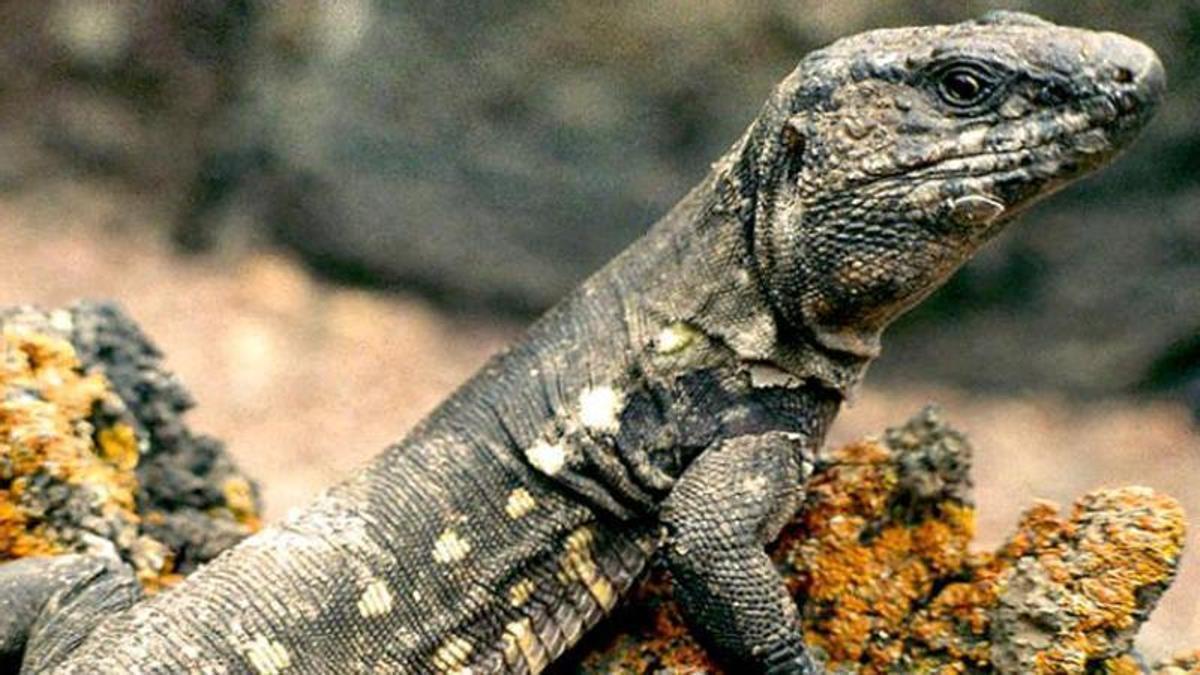 lizards colonisation canary islands