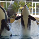 orcas marineland loro parque tenerife