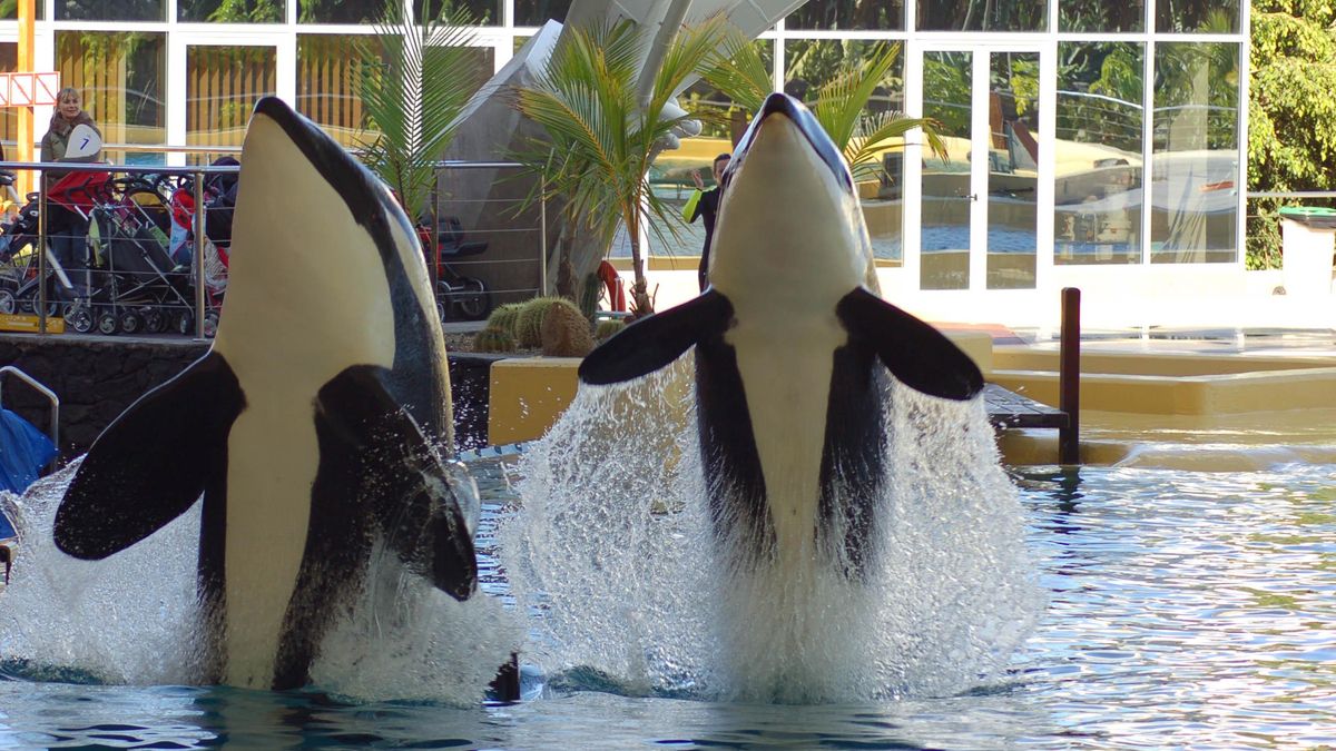 orcas marineland loro parque tenerife