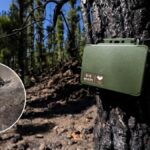 tenerife bats forest recovery