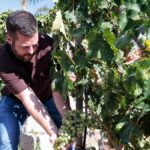 tenerife wine harvest recovery
