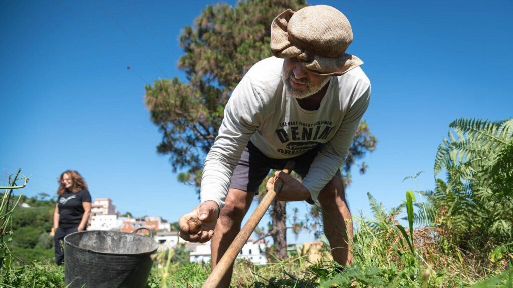 canary islands ancient potatoes climate threat