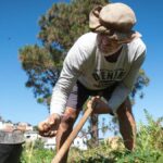 canary islands ancient potatoes climate threat