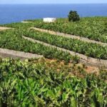 canary islands banana prices recovery week 38