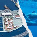 canary islands fonsalia port tenerife revived
