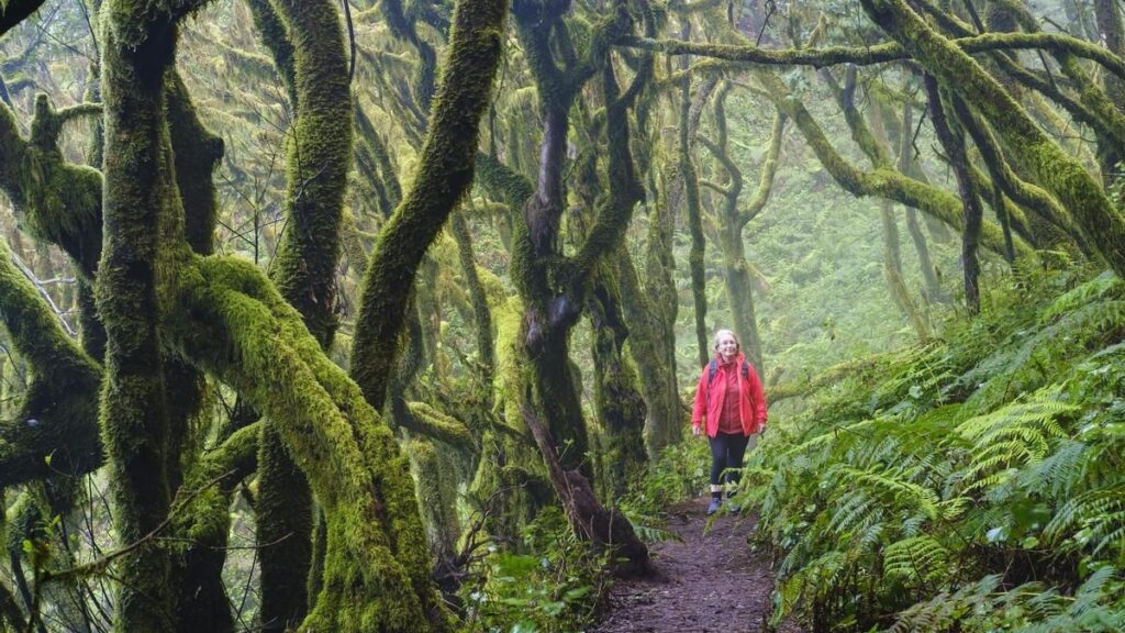canary islands forests carbon storage study
