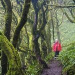 canary islands forests carbon storage study