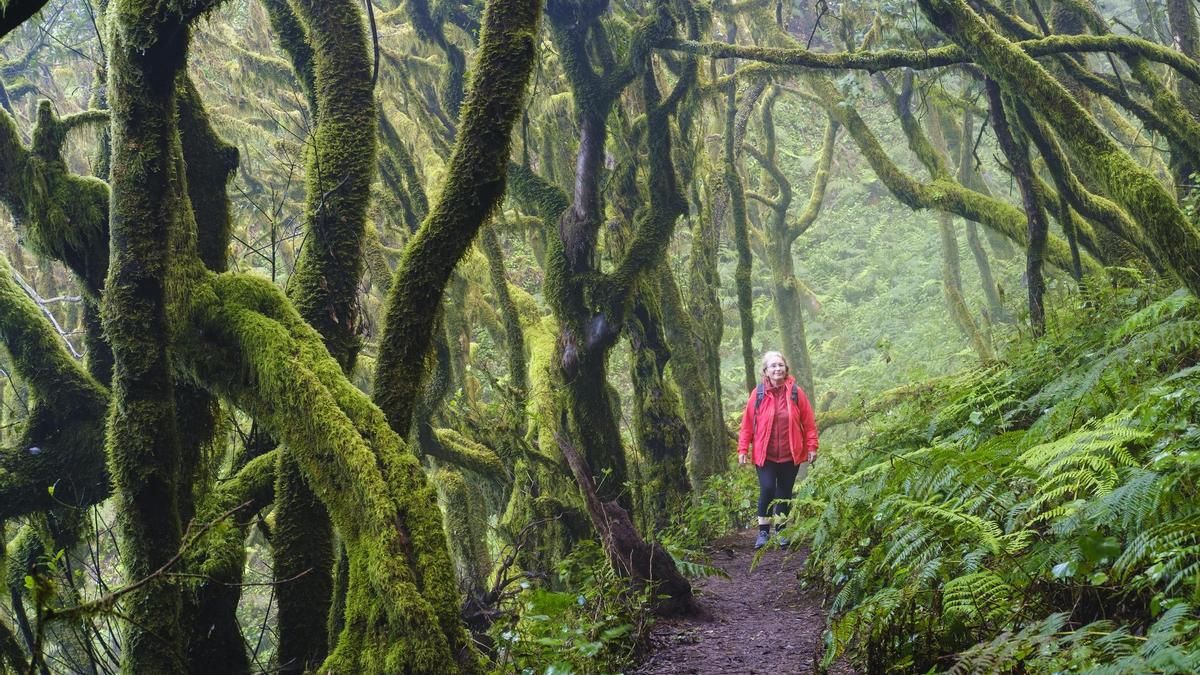 canary islands forests carbon storage study