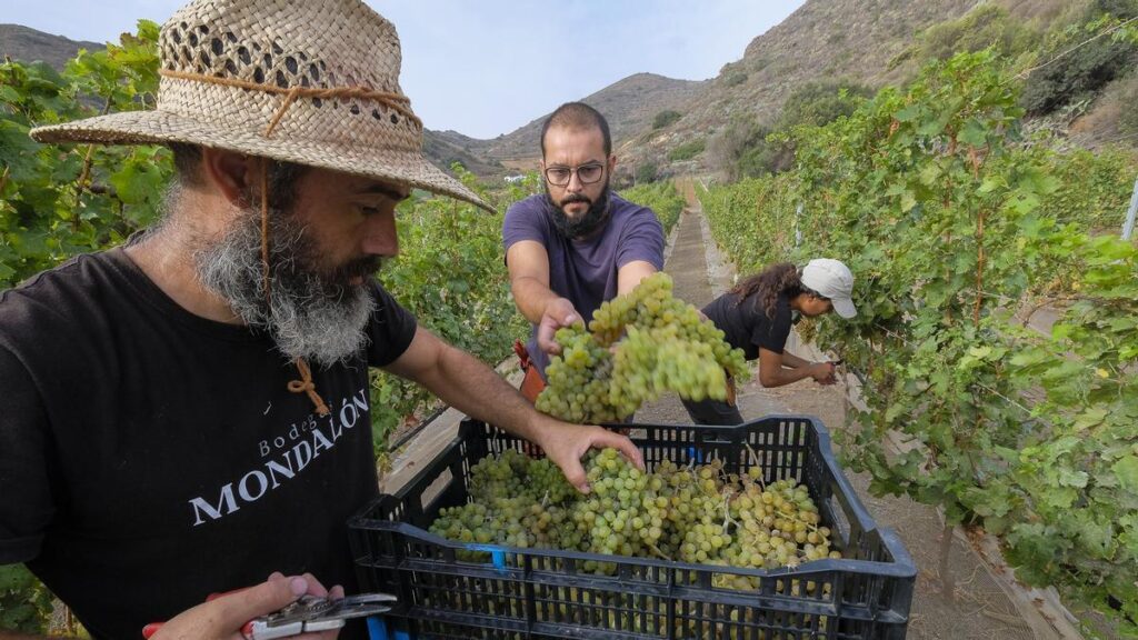 canary islands wine exports us tariffs