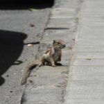 invasive squirrel caught lanzarote