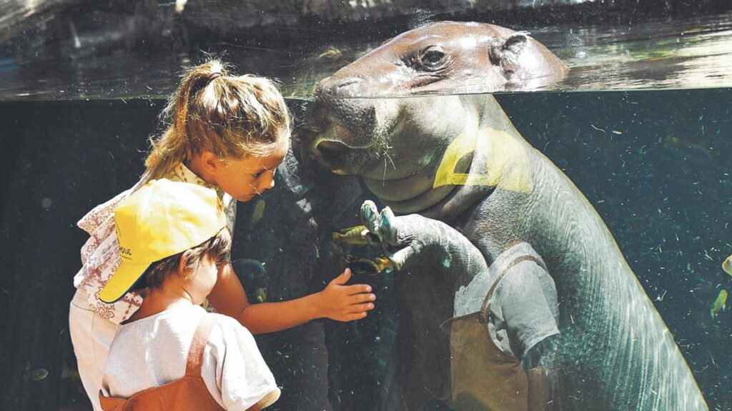 loro parque free entry punta brava residents
