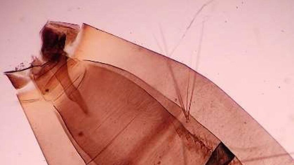 aedes aegypti mosquito mogan gran canaria