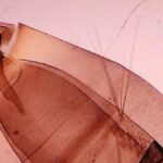 aedes aegypti mosquito mogan gran canaria