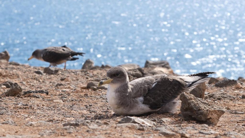 fuerteventura shearwater rescue campaign