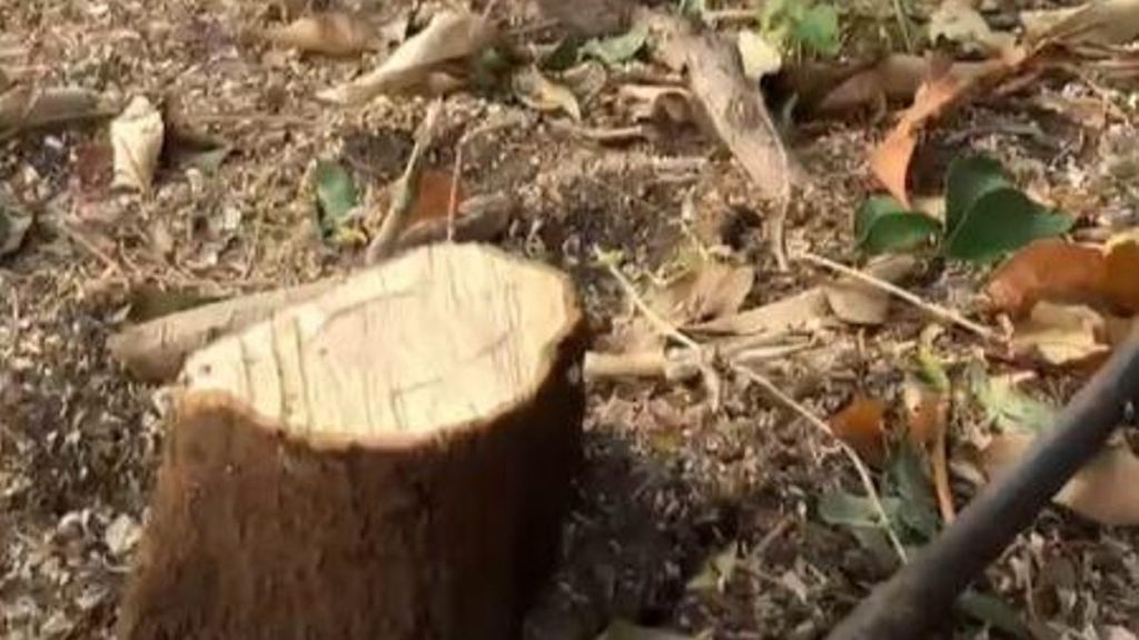 la salud tree felling court bid