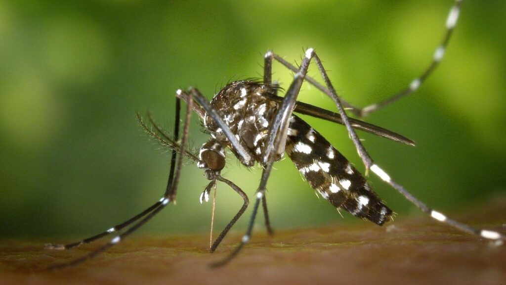 tiger mosquito detected south gran canaria