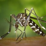 tiger mosquito detected south gran canaria