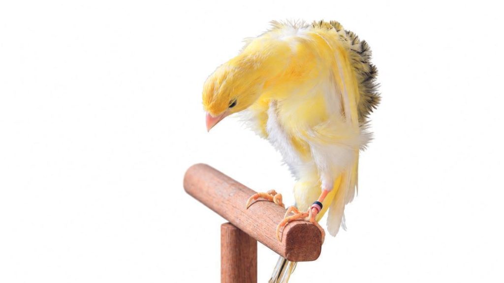 wild canary serinus canaria canary islands